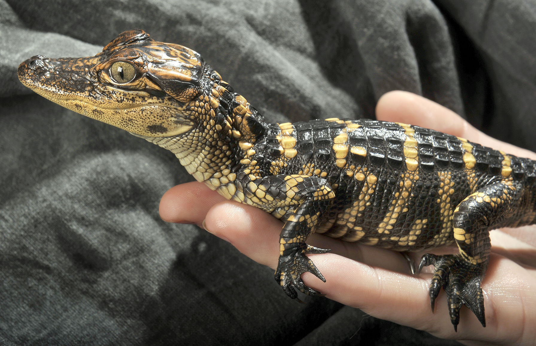 Alligator